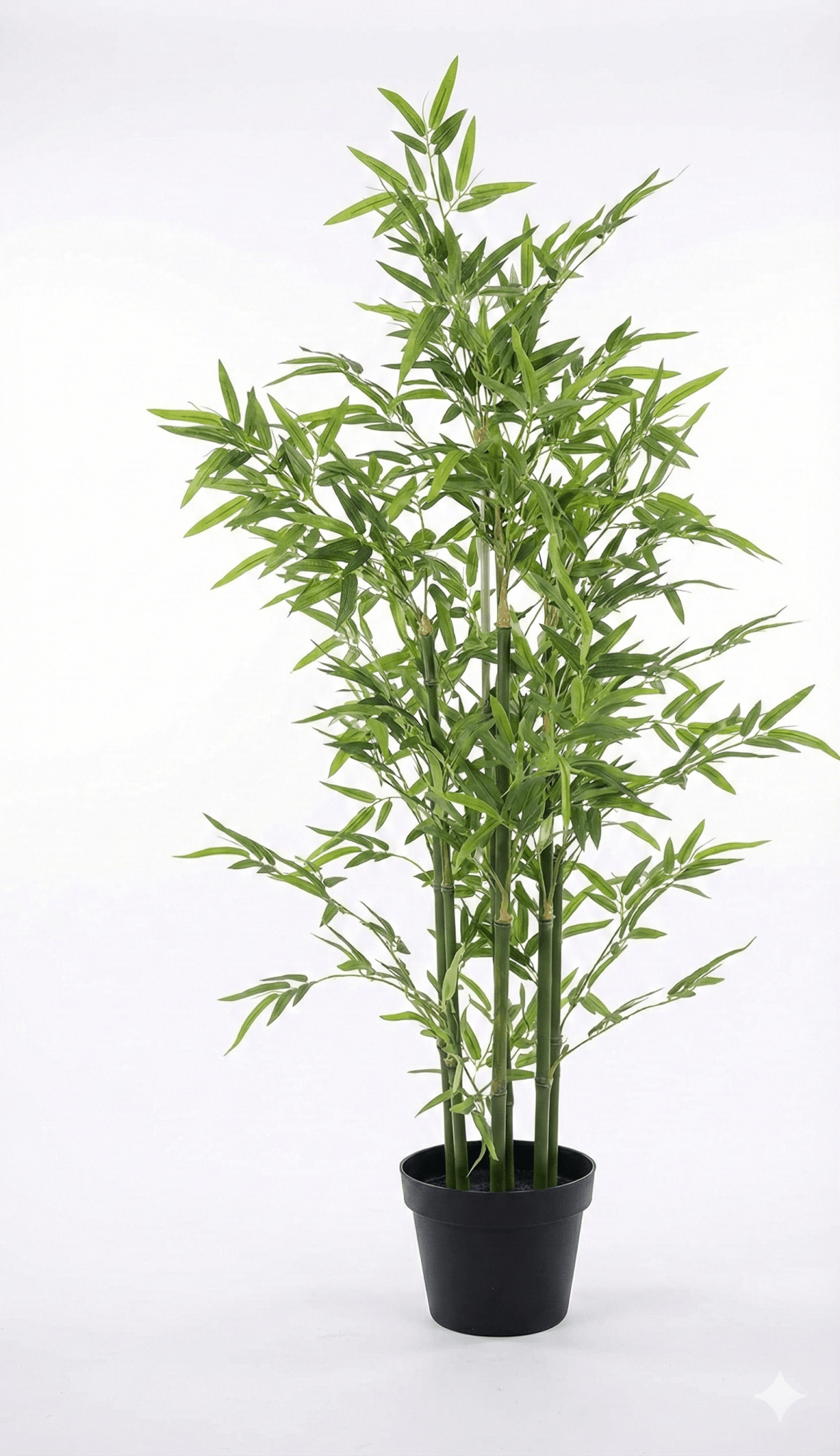 Bamboo plant - Ideal Furniture ES