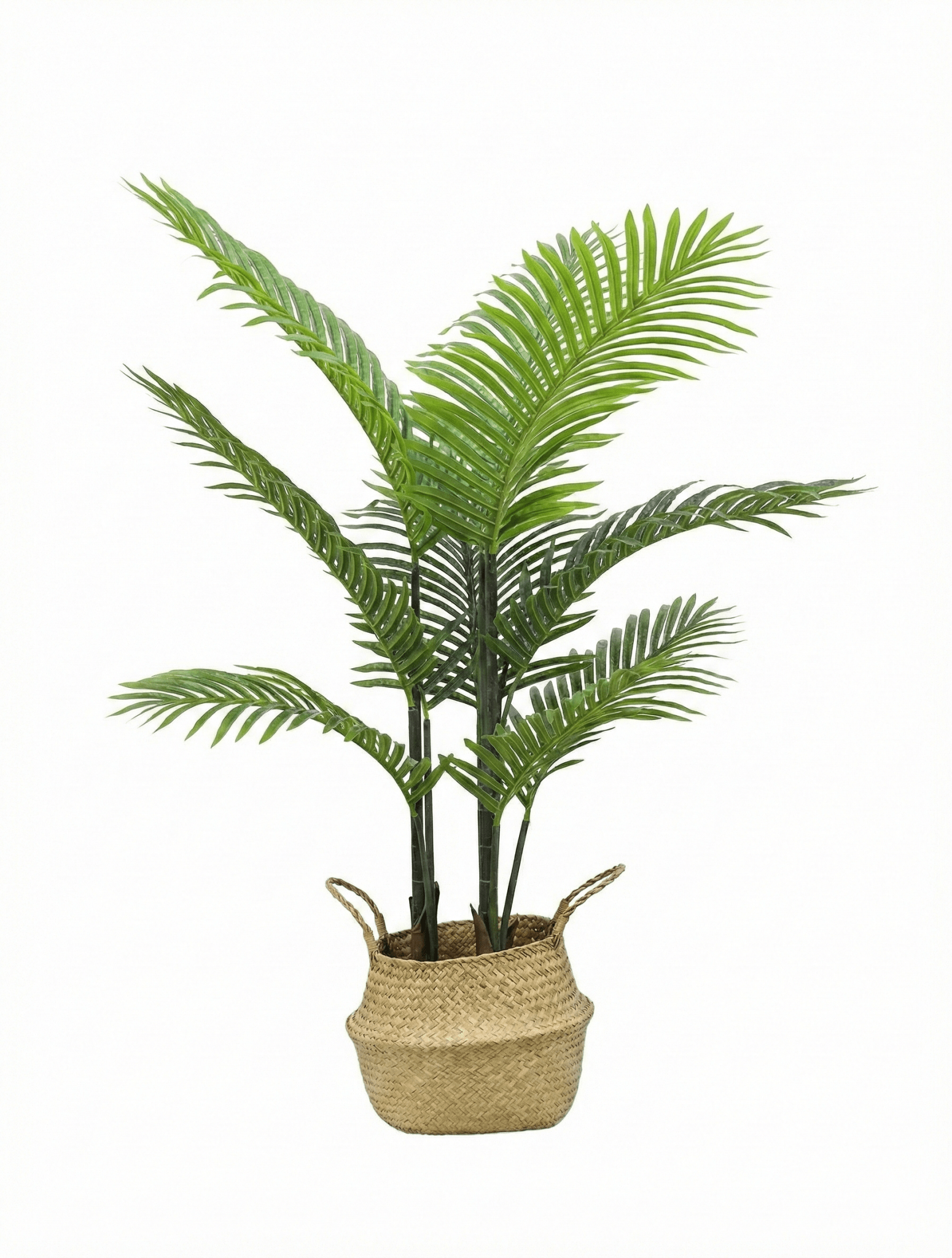 Asparragus tree - Ideal Furniture ES