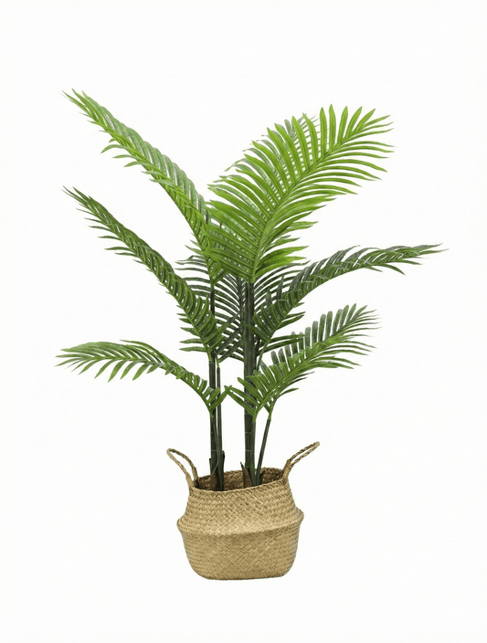 Asparragus tree - Ideal Furniture ES