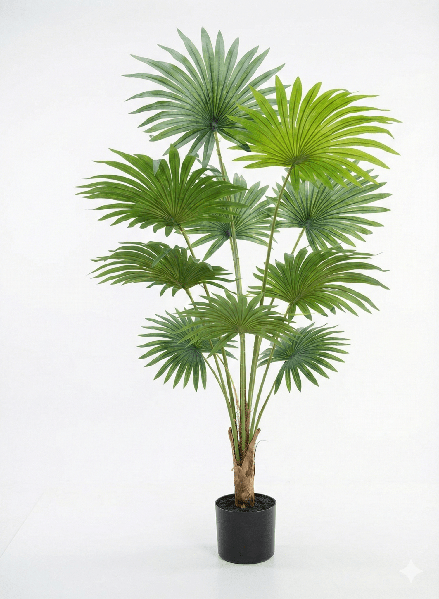 Fan flower plant - Ideal Furniture ES