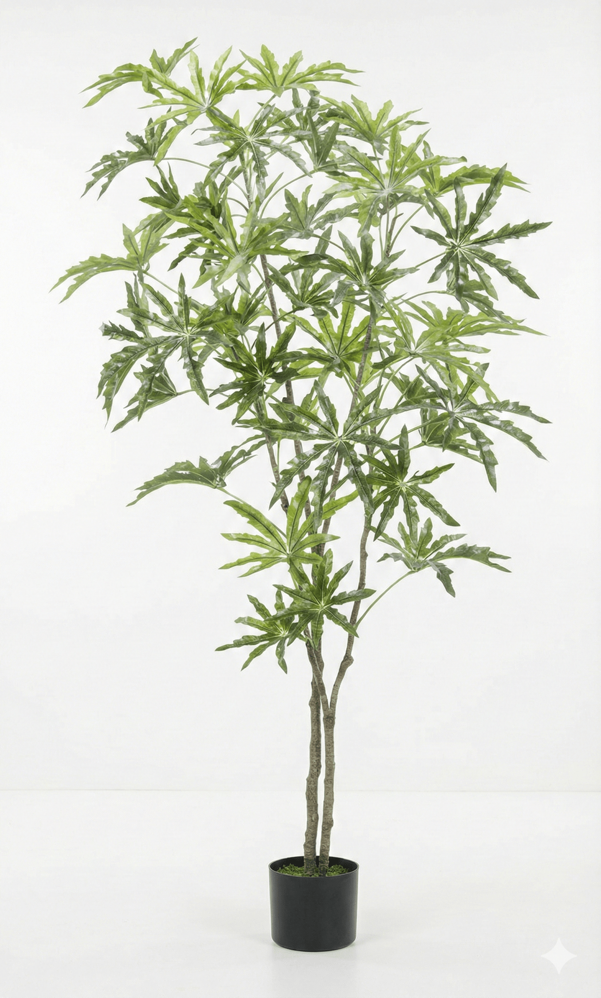 Banana tree - Ideal Furniture ES