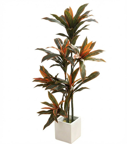 Red edged Iron plant - Ideal Furniture ES