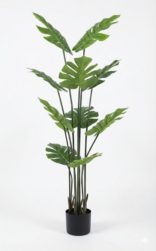Tortoise shell leaf plant - Ideal Furniture ES