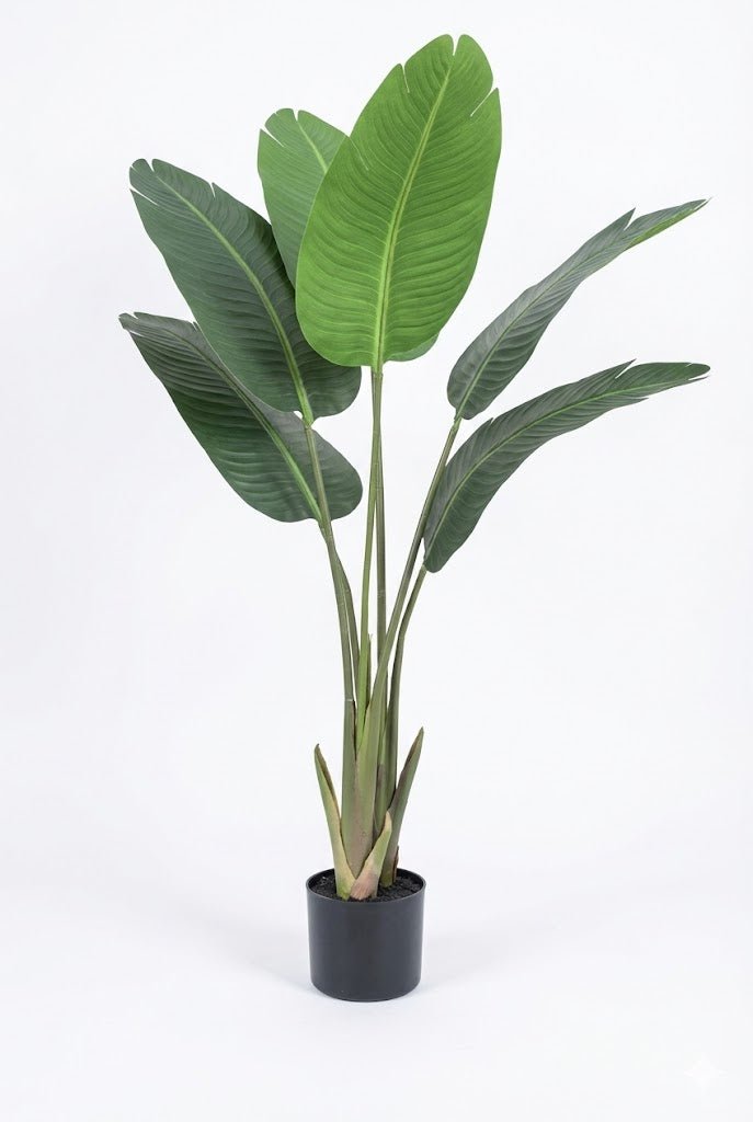 Travelers palm tree - Ideal Furniture ES