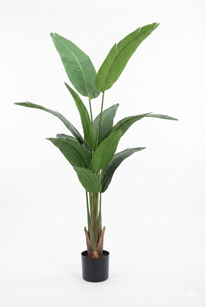 Travelers palm tree - Ideal Furniture ES