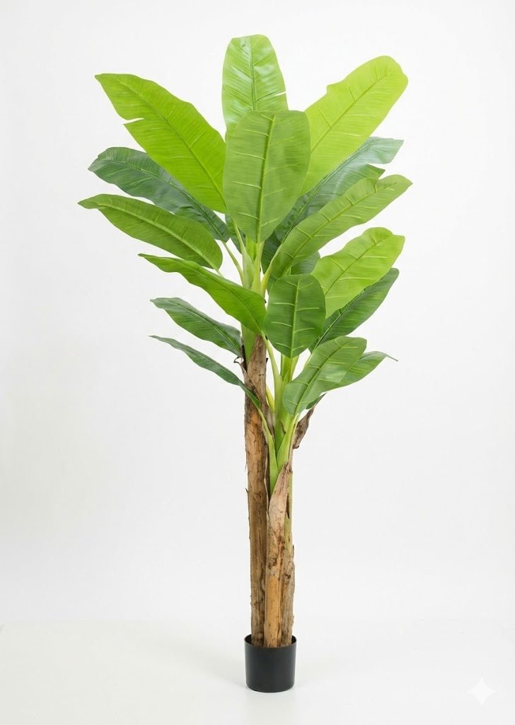 Banana tree - Ideal Furniture ES