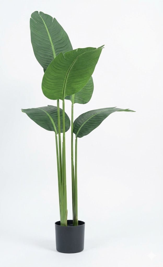 Travelers palm tree - Ideal Furniture ES