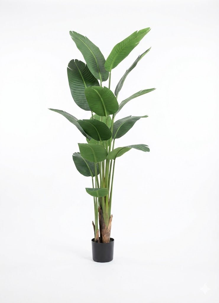 Travelers palm tree - Ideal Furniture ES