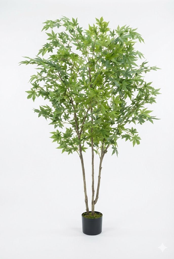 Fine stick maple - Ideal Furniture ES