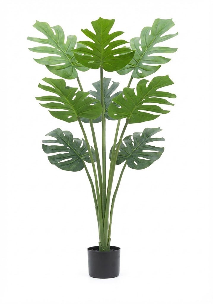 Tortoise plant - Ideal Furniture ES